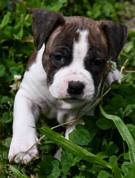 Vulcain's Canaille - Chiots disponibles - American Staffordshire Terrier