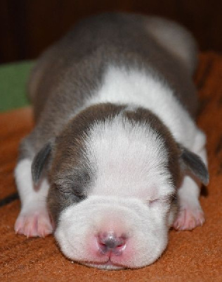 CHIOT 6