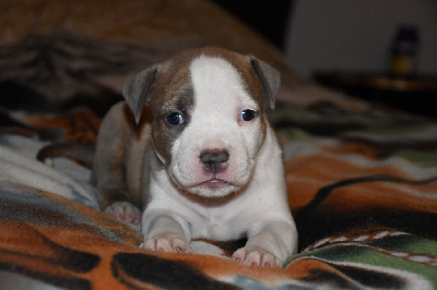 CHIOT 6