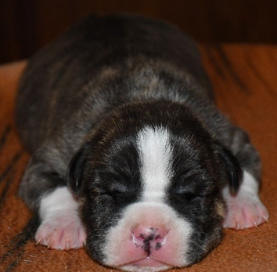 CHIOT 7