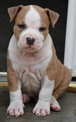 CHIOT 2
