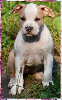 CHIOT 5