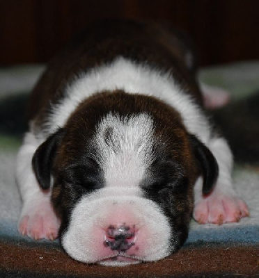 CHIOT 5