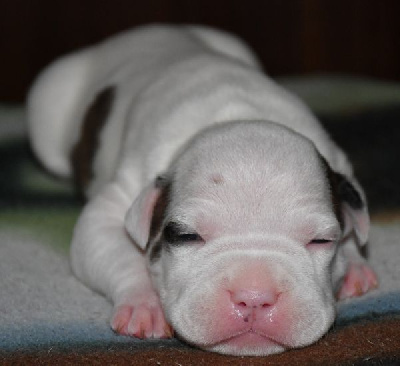 CHIOT 4