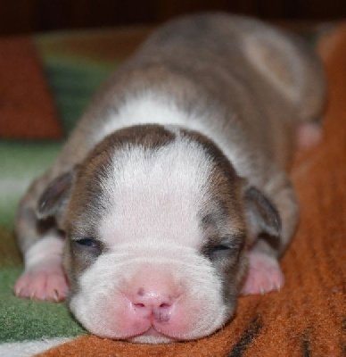 CHIOT 4