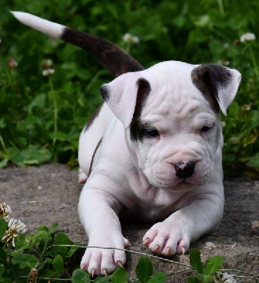 CHIOT 4