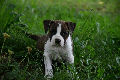CHIOT 5
