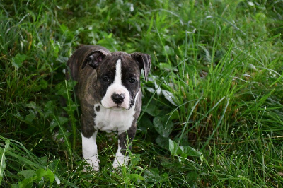 CHIOT 6