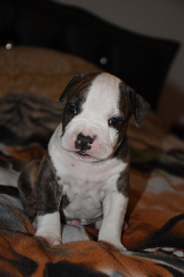 CHIOT 2