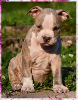 CHIOT 4