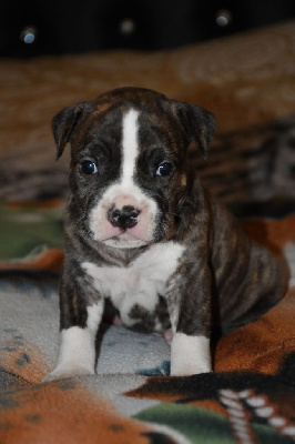 CHIOT 7