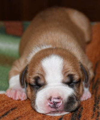 CHIOT 1