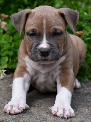 CHIOT 3
