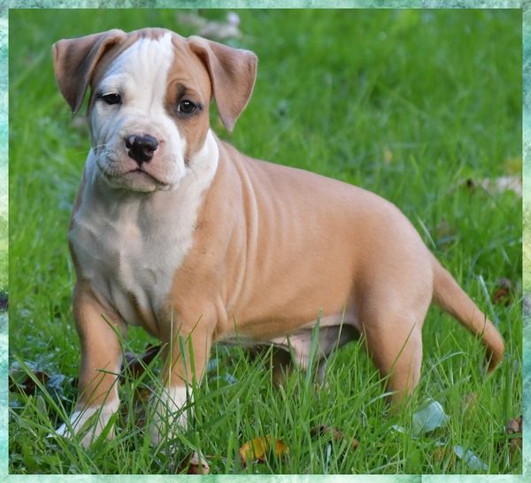 Vulcain's Canaille - Chiots disponibles - American Staffordshire Terrier