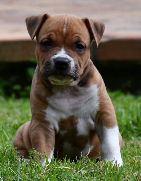 Vulcain's Canaille - Chiots disponibles - American Staffordshire Terrier