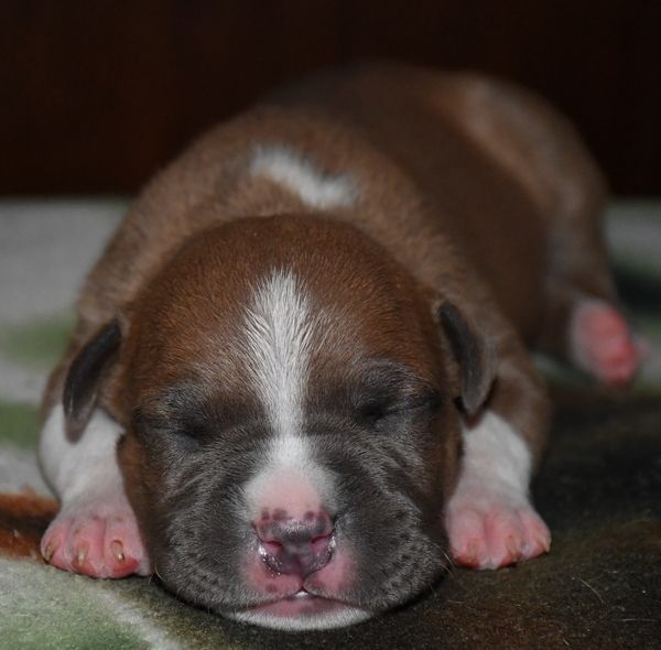 Vulcain's Canaille - Chiots disponibles - American Staffordshire Terrier
