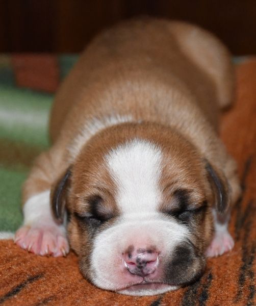 Vulcain's Canaille - Chiots disponibles - American Staffordshire Terrier