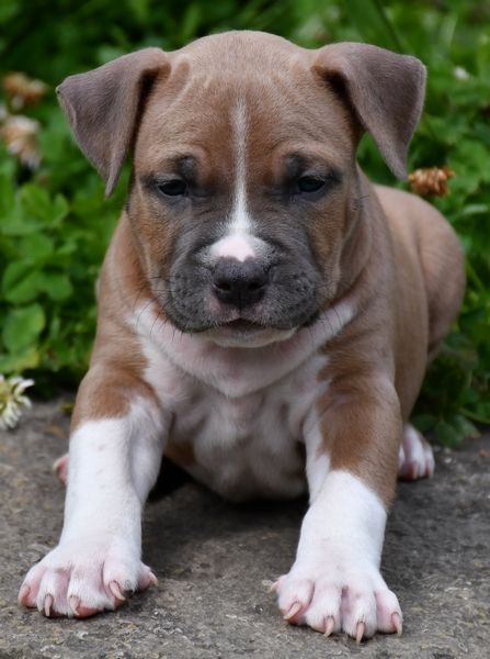 Vulcain's Canaille - Chiots disponibles - American Staffordshire Terrier