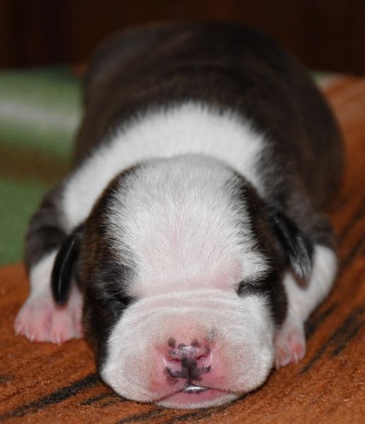 Vulcain's Canaille - Chiots disponibles - American Staffordshire Terrier