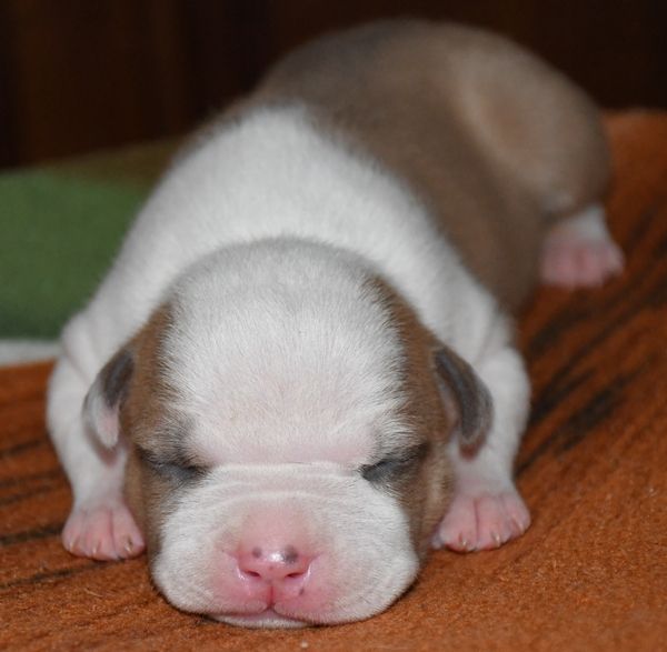 Vulcain's Canaille - Chiots disponibles - American Staffordshire Terrier